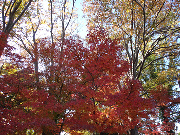 紅葉する木々