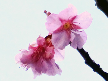 佐久間ダム近くの桜