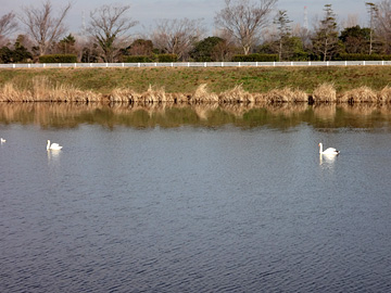 手賀川の白鳥