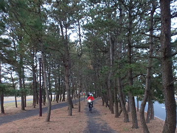 松林の中の自転車道