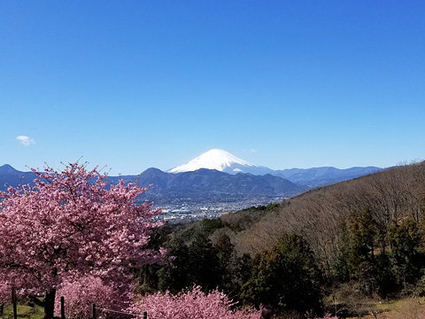 四季の里の前から富士山を望む