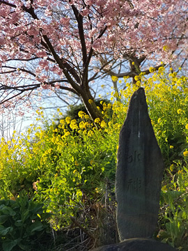 石碑と早咲き桜