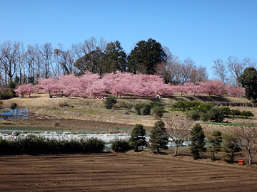 柳の早咲き桜