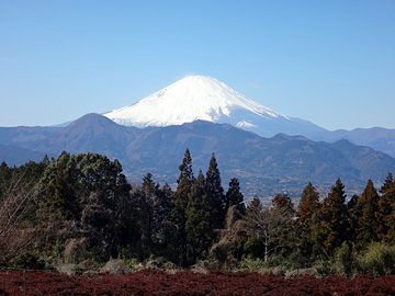 畑の先の富士山