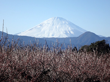 別所地区から見た梅林と富士山