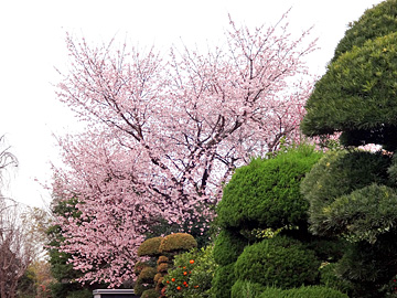 安行原の桜