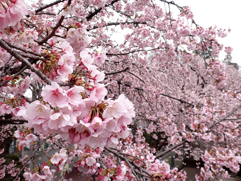 密蔵院のテラスから参道の安行桜を見る