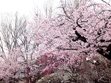 梅と桜の花の競演