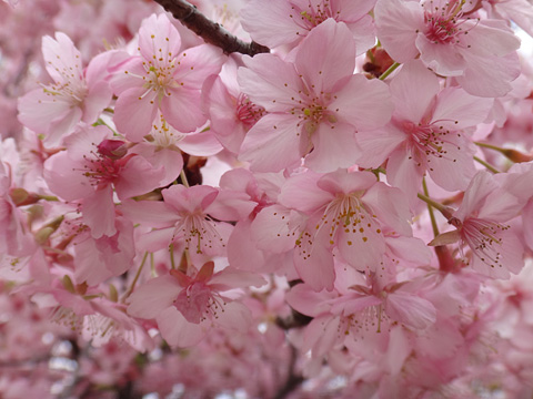 見沼自然公園の桜
