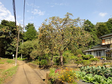 民家の庭先の柿の木