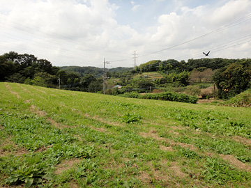 小山田緑地から下小山田の谷を見る