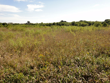 びん沼自然公園の湿地帯に生える植物