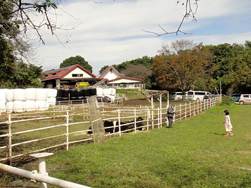 榎本牧場の牛