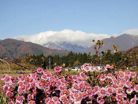 菊と谷川連峰