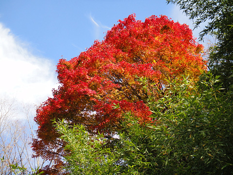 大木の紅葉