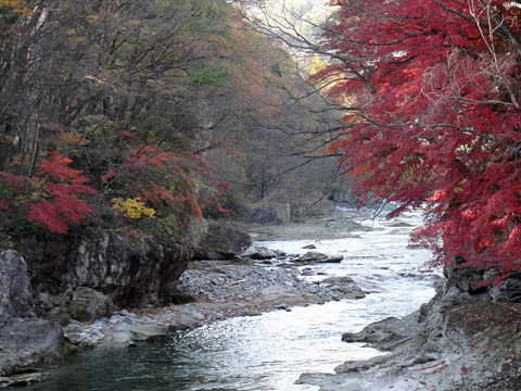利根川と紅葉