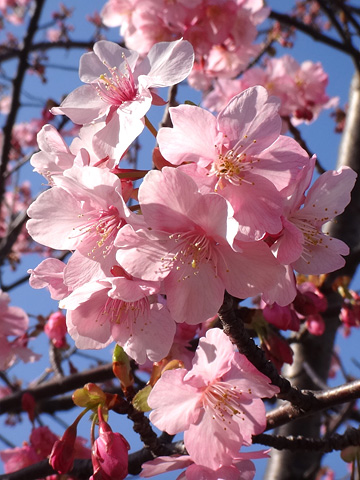 モコモコの河津桜