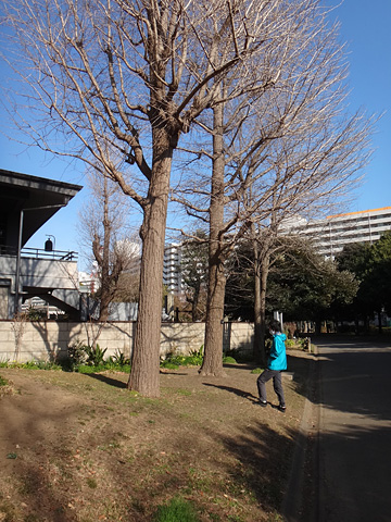 名所東京百景『木母寺園内路白鬚東アパート』（令和三年（2021年）二月　冬の部）
