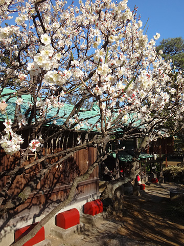 隅田川神社の白梅