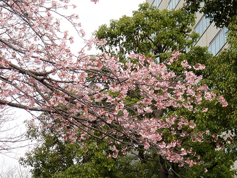 永代橋西詰の桜