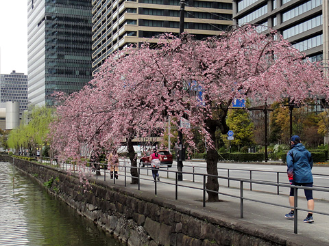 大手濠の桜
