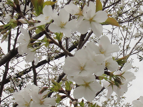 憲政記念公園の桜