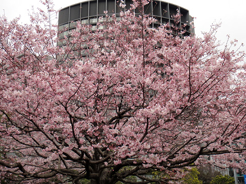 国立劇場前のピンク色の桜