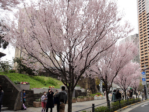 飯田橋駅付近の桜