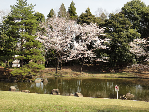 一本杉公園の池と桜