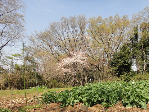 大根畑と欅と桜