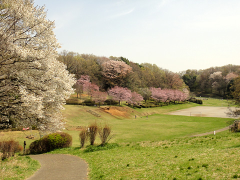 小山田緑地の桜