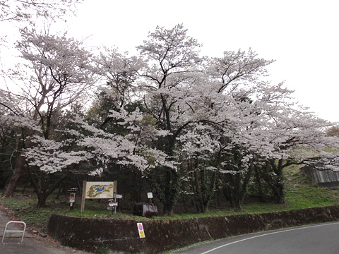 城山湖の桜