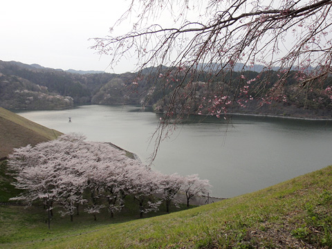 城山湖と桜