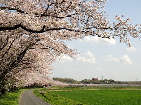 桜の雲