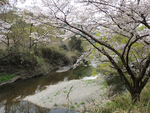 桜と槻川