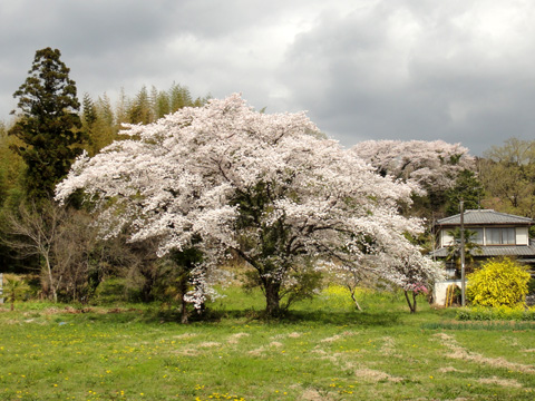 角山の大桜