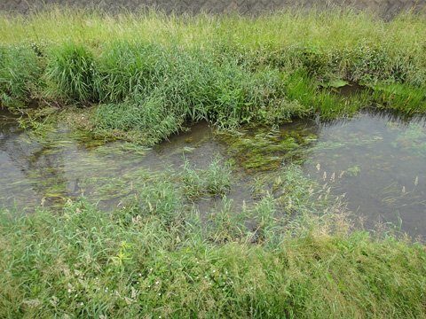 落合川の水生植物