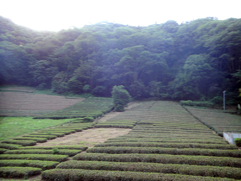 和田の茶畑