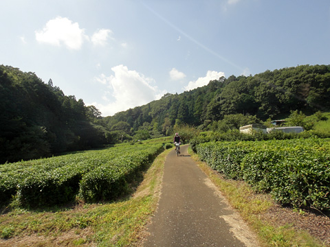 三ッ沢の茶畑