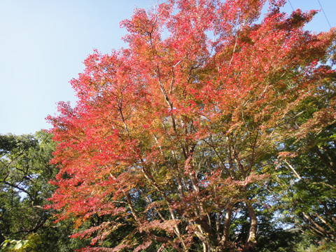 湯ケ島温泉入口の紅葉