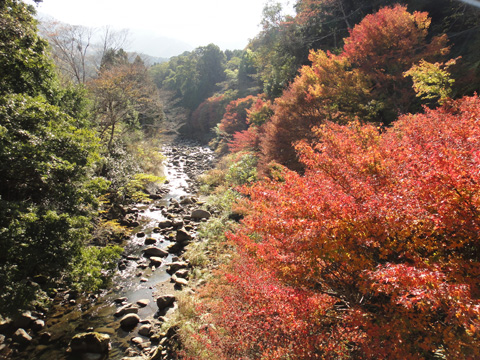 瑞祥橋から見た本谷川の紅葉