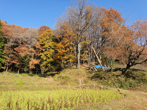 奈良ばい谷戸の田んぼと紅葉