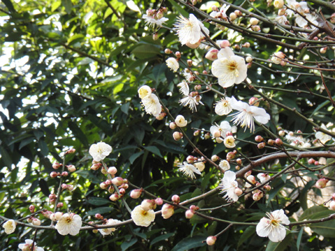 花園稲荷神社の梅