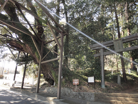 篠窪三嶋神社の椎の巨木