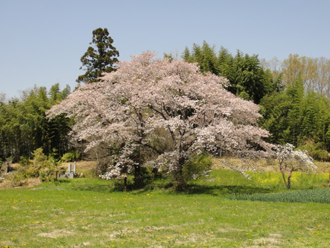 角山の桜
