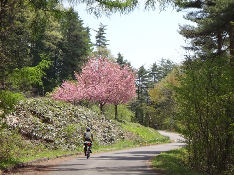 林道霊松寺線の道端に咲く桜