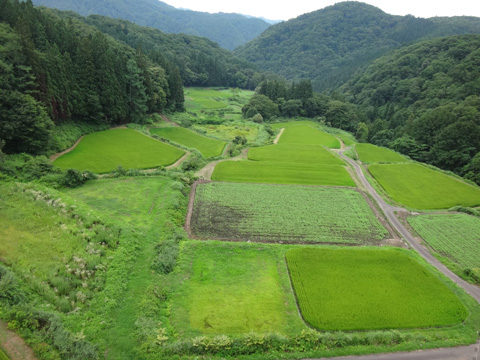 松沢の谷の田んぼ