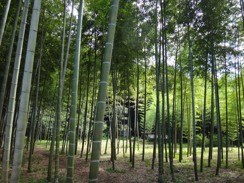 龍の森』の竹林