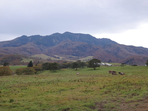 赤薙山とブラウンスイス牛