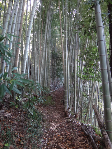 関谷の切り通しから続く竹林の道
